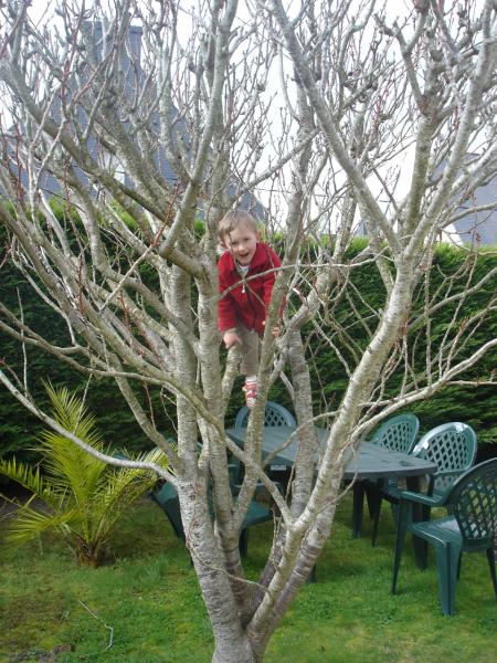 Monter aux arbres