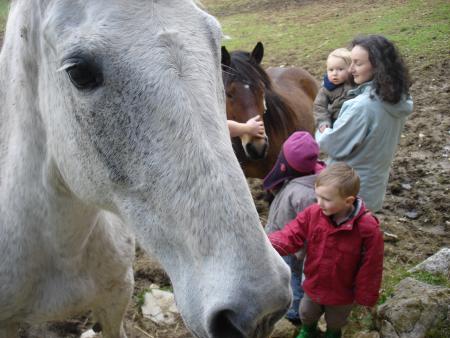 Des chevals, euh des chevaux