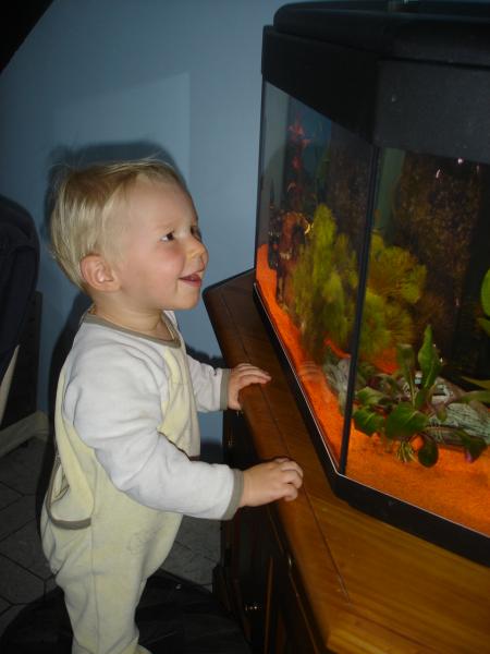 L'aquarium est revenu, enfin !